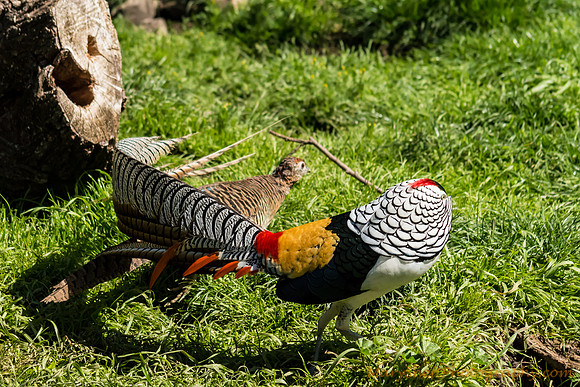 Lady Amherst's Pheasant Chase