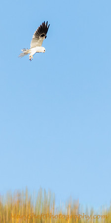 Kite Hunting
