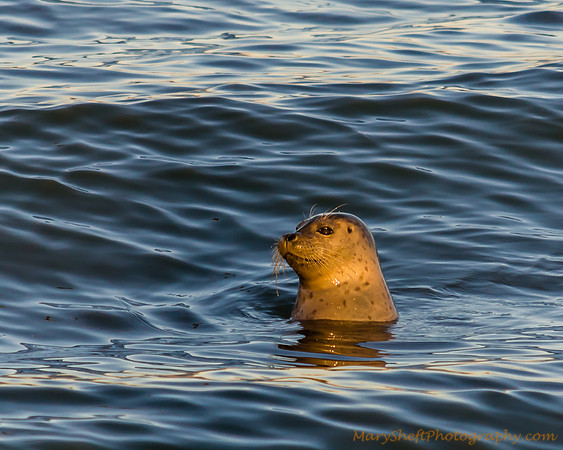 Seal Pauses During Herring Run