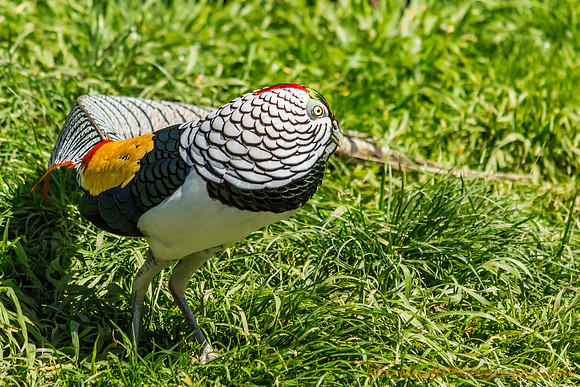 Lady Amhert's Pheasant Male
