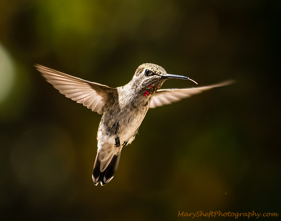 Hummingbird Hover