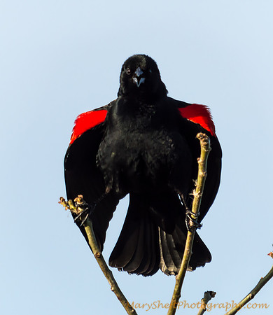 Red-winged Blackbird Making a Statement