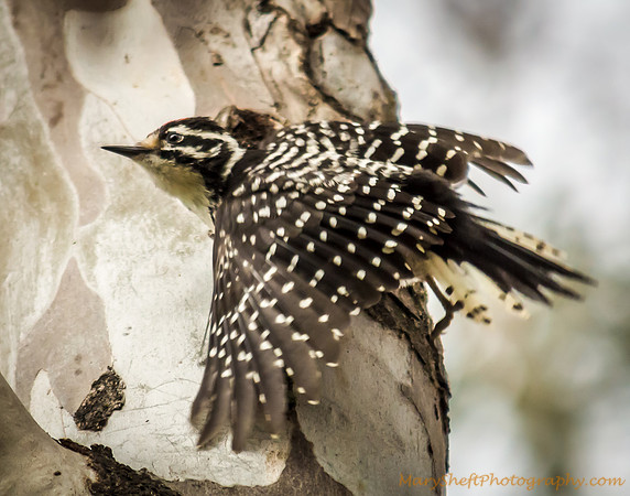 Nuttall's Woodpecker Flying