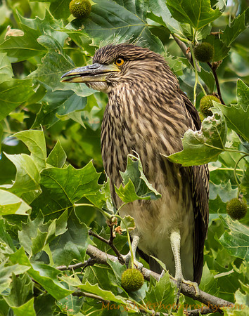 Young Black-Crowned Night Heron