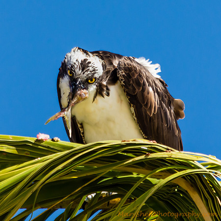 Cabo Osprey Eating a Fish