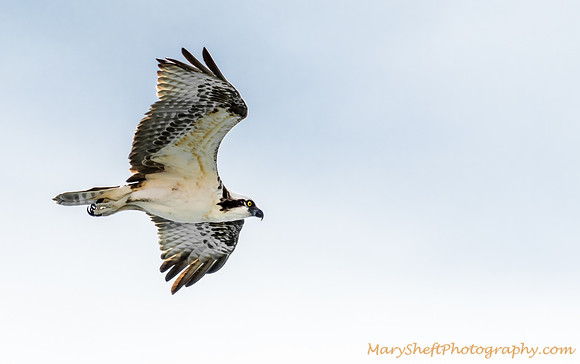 Cabo Osprey