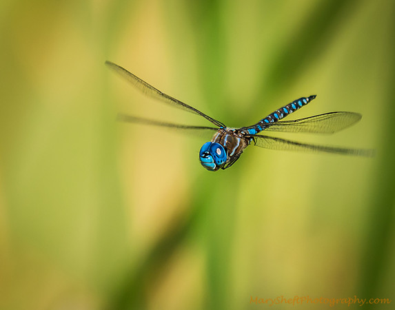 Blue and Green