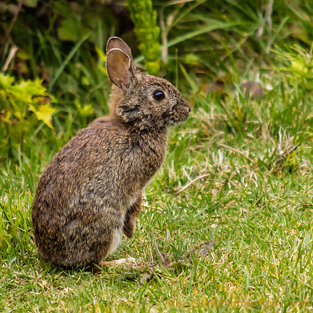 Easter Bunny