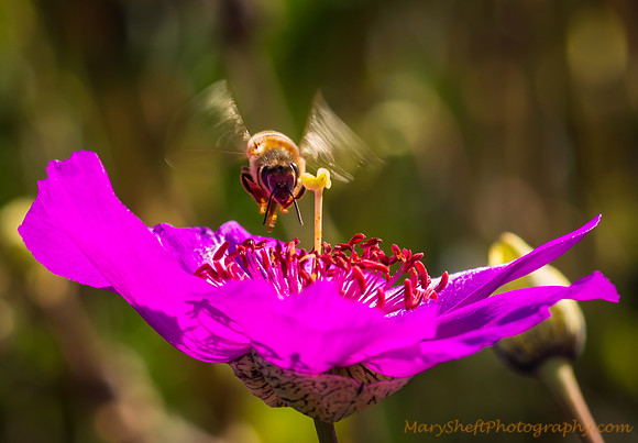 Honey Time