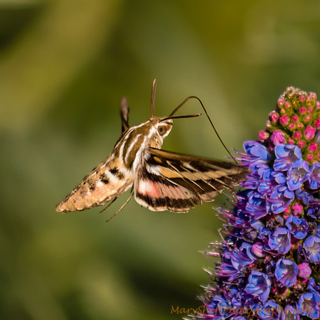 Hummingbird Moth Feeding