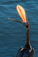 Pelican Pose