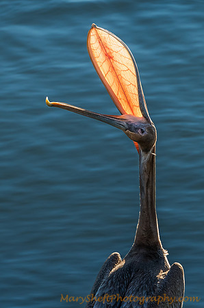 Pelican Pose