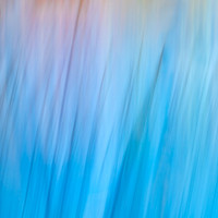 Blue Grass