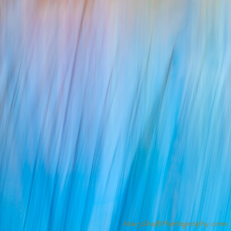Blue Grass