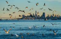 Skyline Herring Run