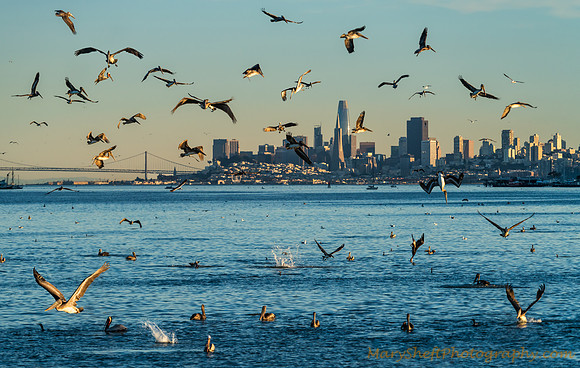 Skyline Herring Run