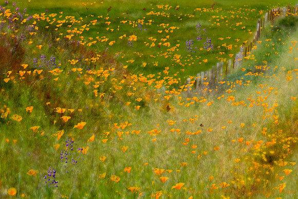 West Marin Poppies