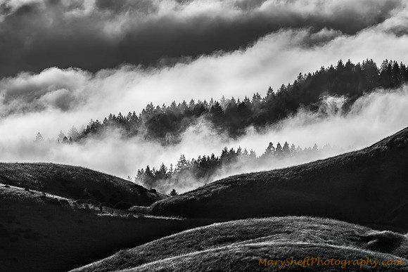 Bolinas Ridge Fog