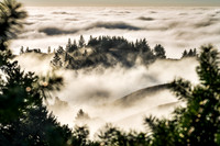 Amongst the Fog