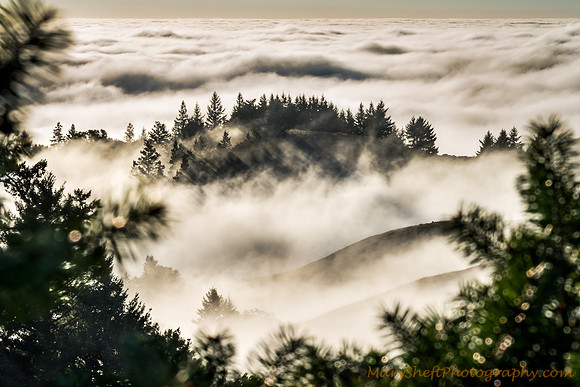 Amongst the Fog