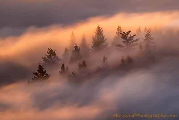 Twilight Fog