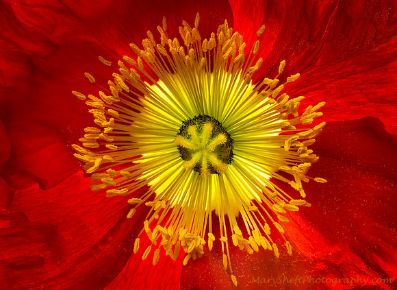 Starburst