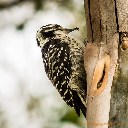 Acorn Woodpecker Eating