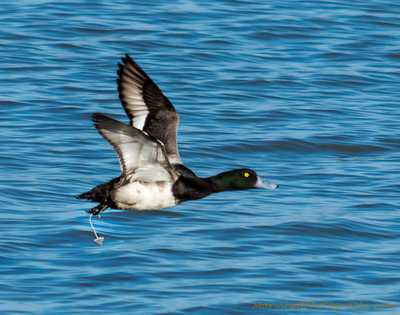 Greater Scaup with Fishing Hook Hooked through Foot