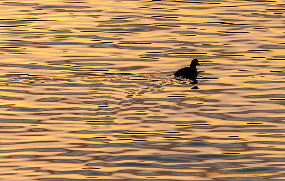 Patterns of Twilight