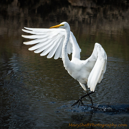 I Walk on Water
