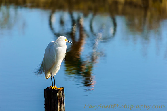 Egret and Bicyclist