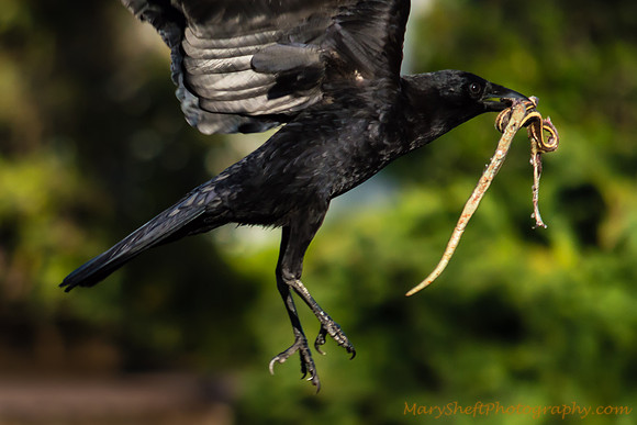 Raven with Snake