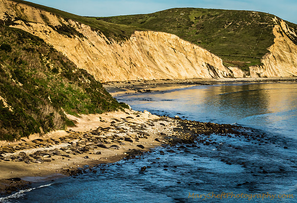 Point Reyes Elephant Seal Colony