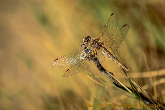 Dragonfly