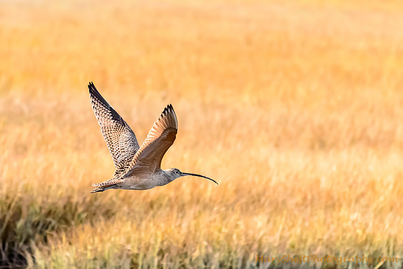 Long-Billed Curlew in Flight