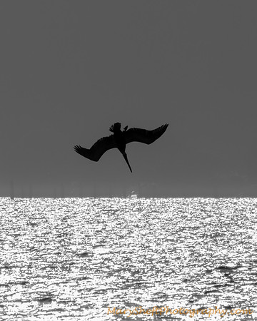 Diving Pelican Silhouette