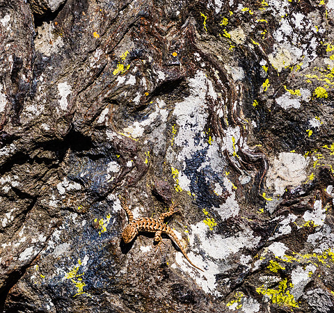 Lizard and Turtle Rock Pattern