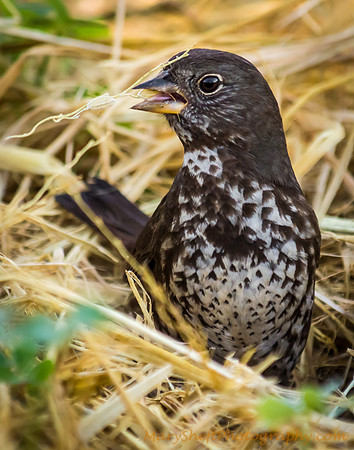 Fox Sparrow Grabbing a Bite