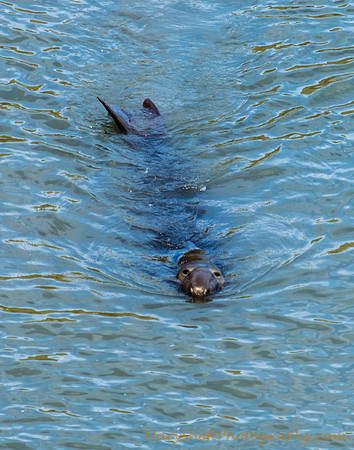 Elephant Seal in the Water