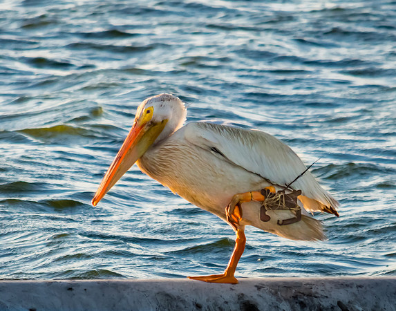 Pelican with Fishing Gear Entangled on Its Leg