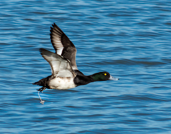 Greater Scaup with Fishing Hook Hooked through Foot