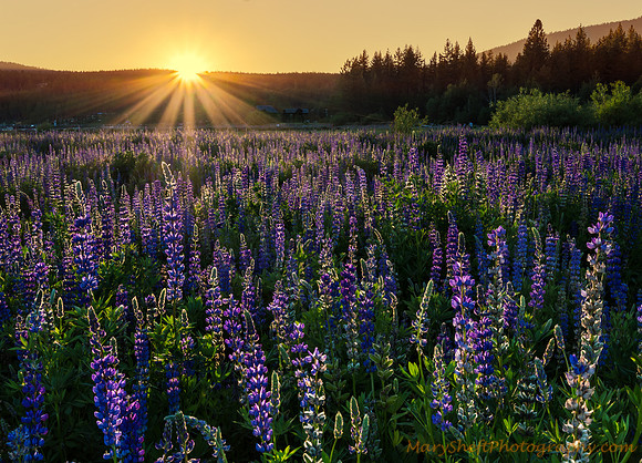 Lupine Light