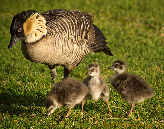 Endangered Hawaiian Nene