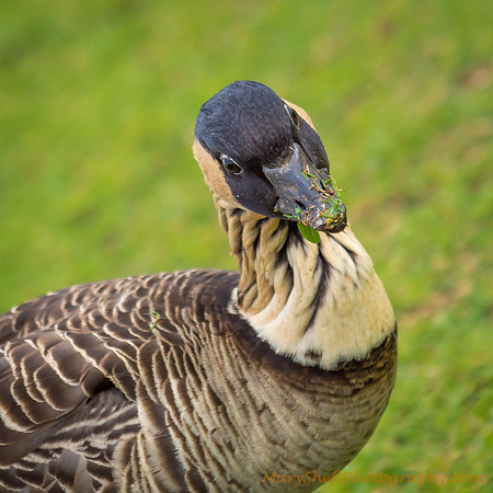 Endangered Hawaiian Nene