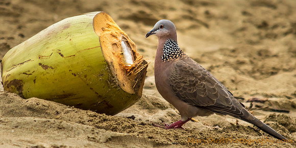 Spotted Dove Eating Coconut