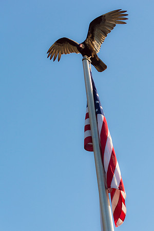 Vulture Atop a Flagpole