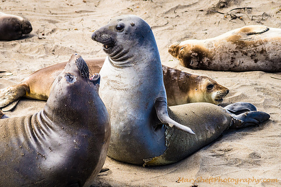 Elephant Seals Sparring