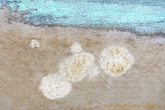 Seashells by the Shore: Macro Photograph of a Decaying Boat Hull