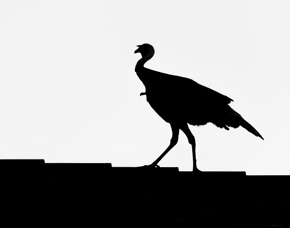 Turkey on the Roof