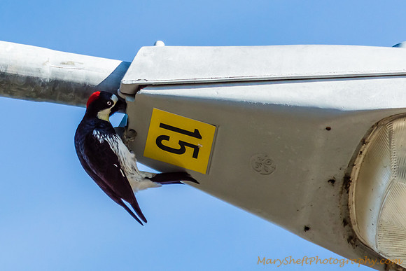 Woodpecker Seeking Food in a Street Lamp!